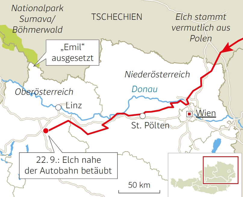 Z hviezdy internetu sa