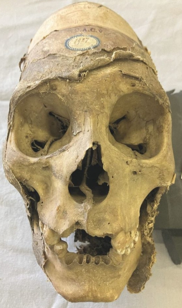 Švajčiarski vedci skúmali tajomnú lebku z Bolívie.