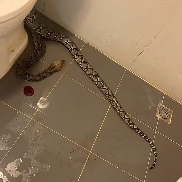 Muža pohryzol had do semenníkov.