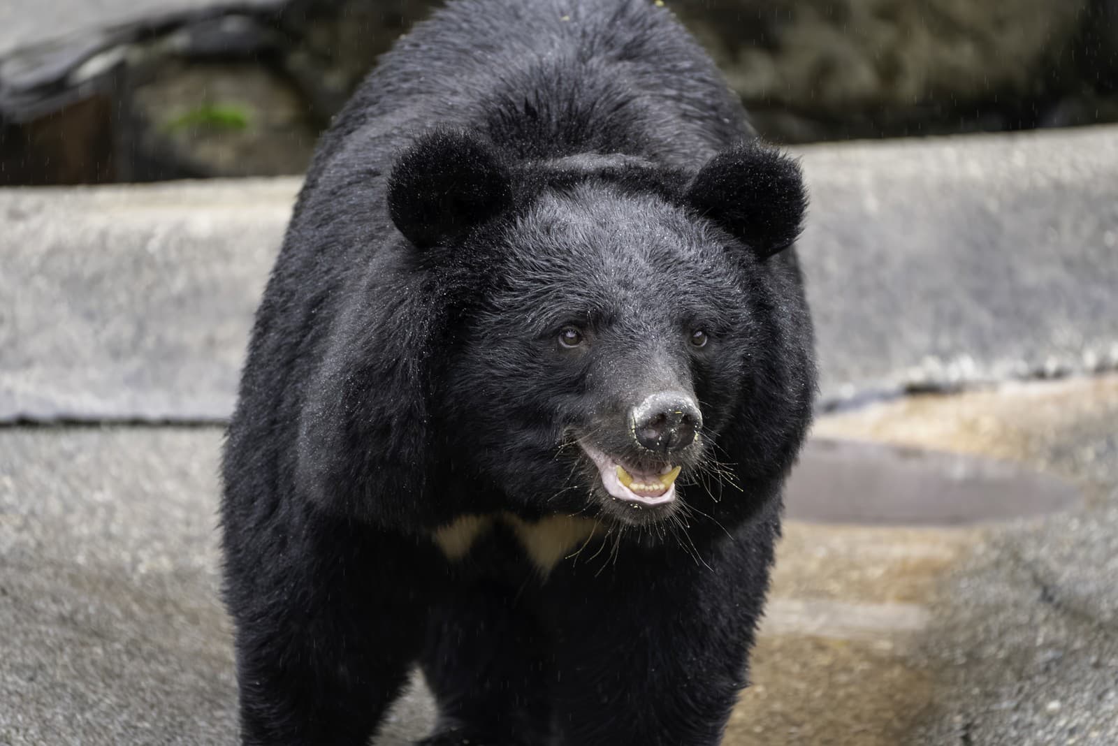 Ázijský čierny medveď