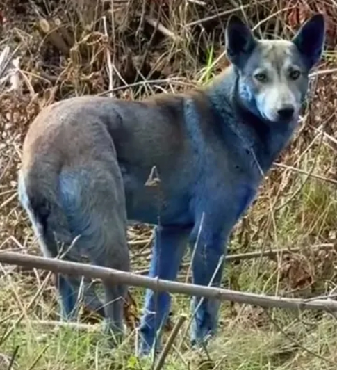 Modré psy v Černobyle znepokojujú všetkých.