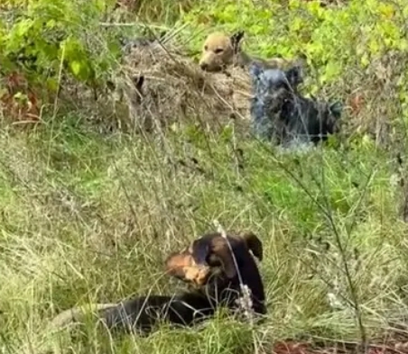 Modré psy v Černobyle znepokojujú všetkých.