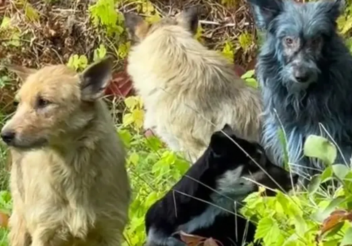 Modré psy v Černobyle znepokojujú všetkých.