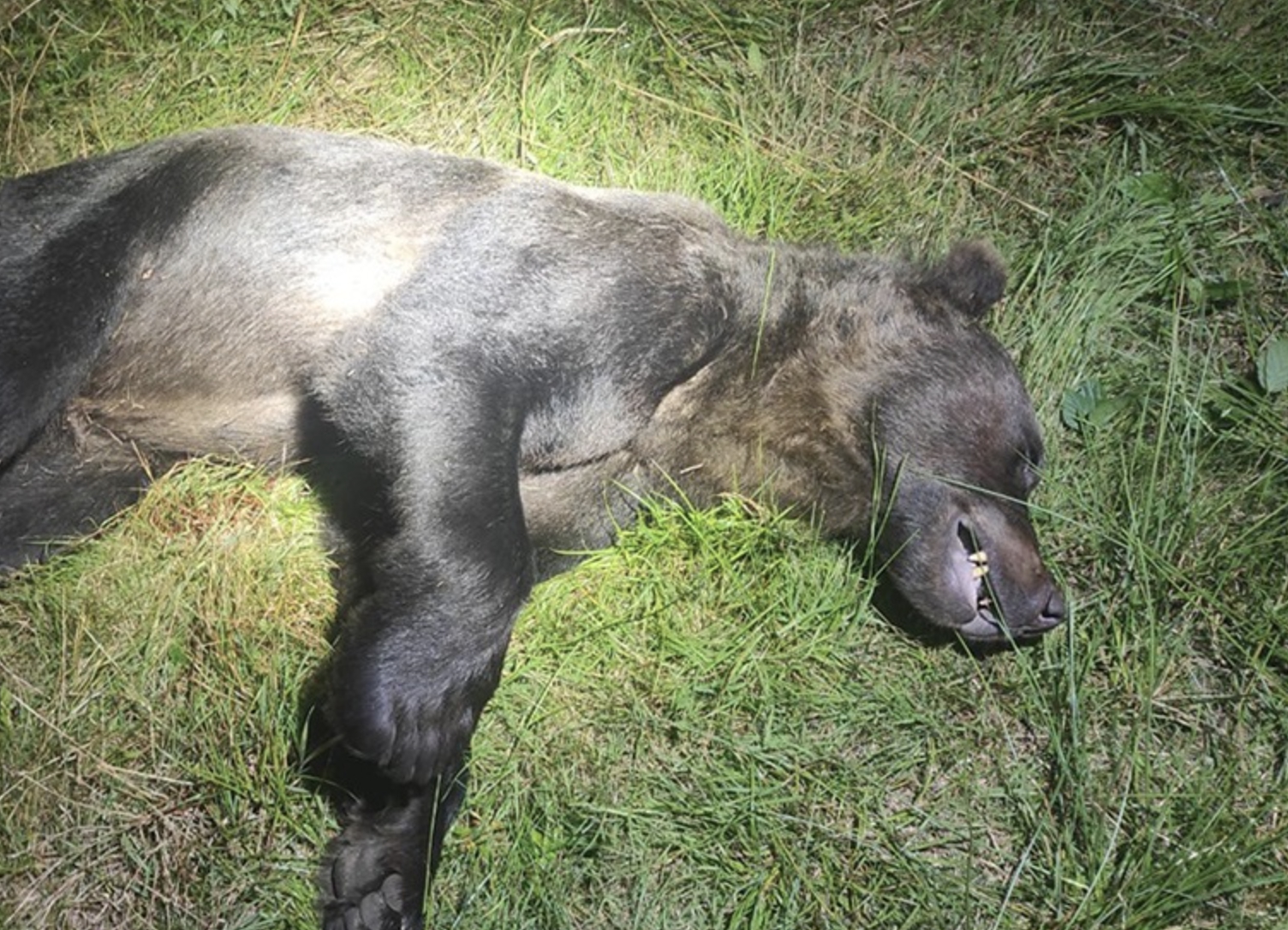 Slovensko čelí sťažnosti pred