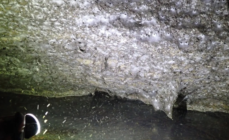 V podzemí objavili obriu kolóniu pavúkov!