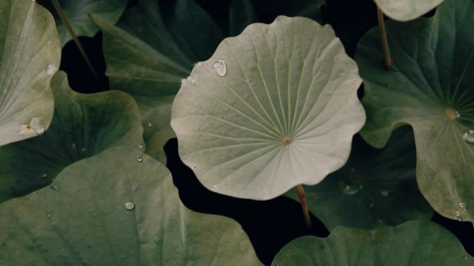 Alena Pallová chystá veľkolepý