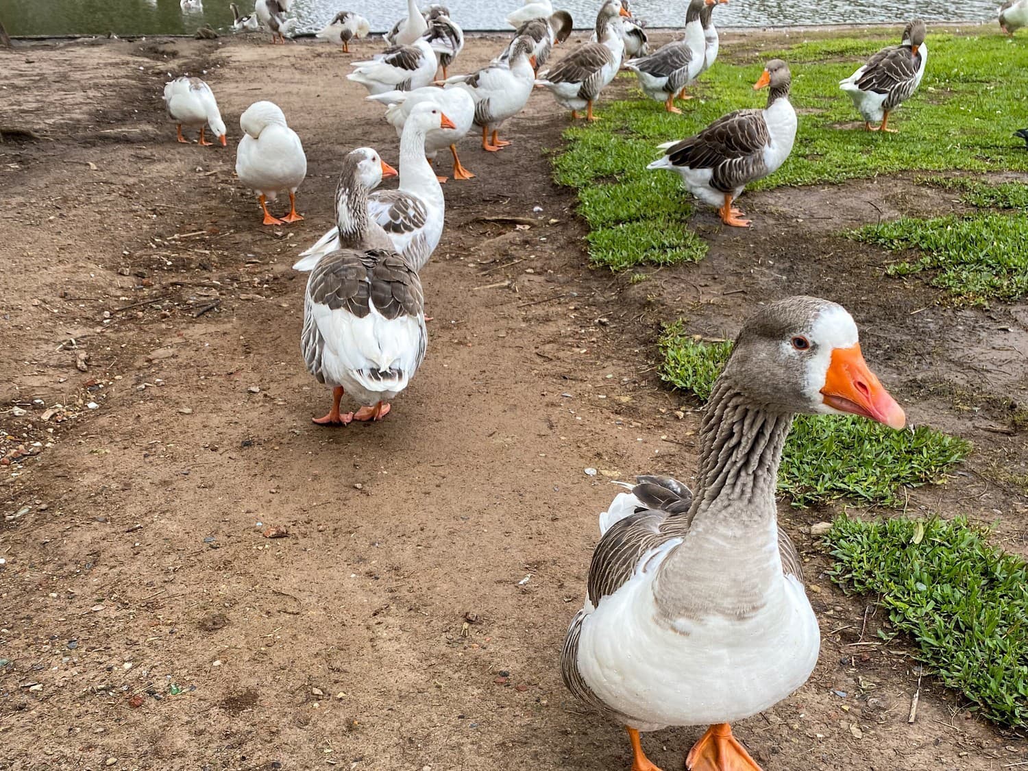 Pohroma u našich susedov: