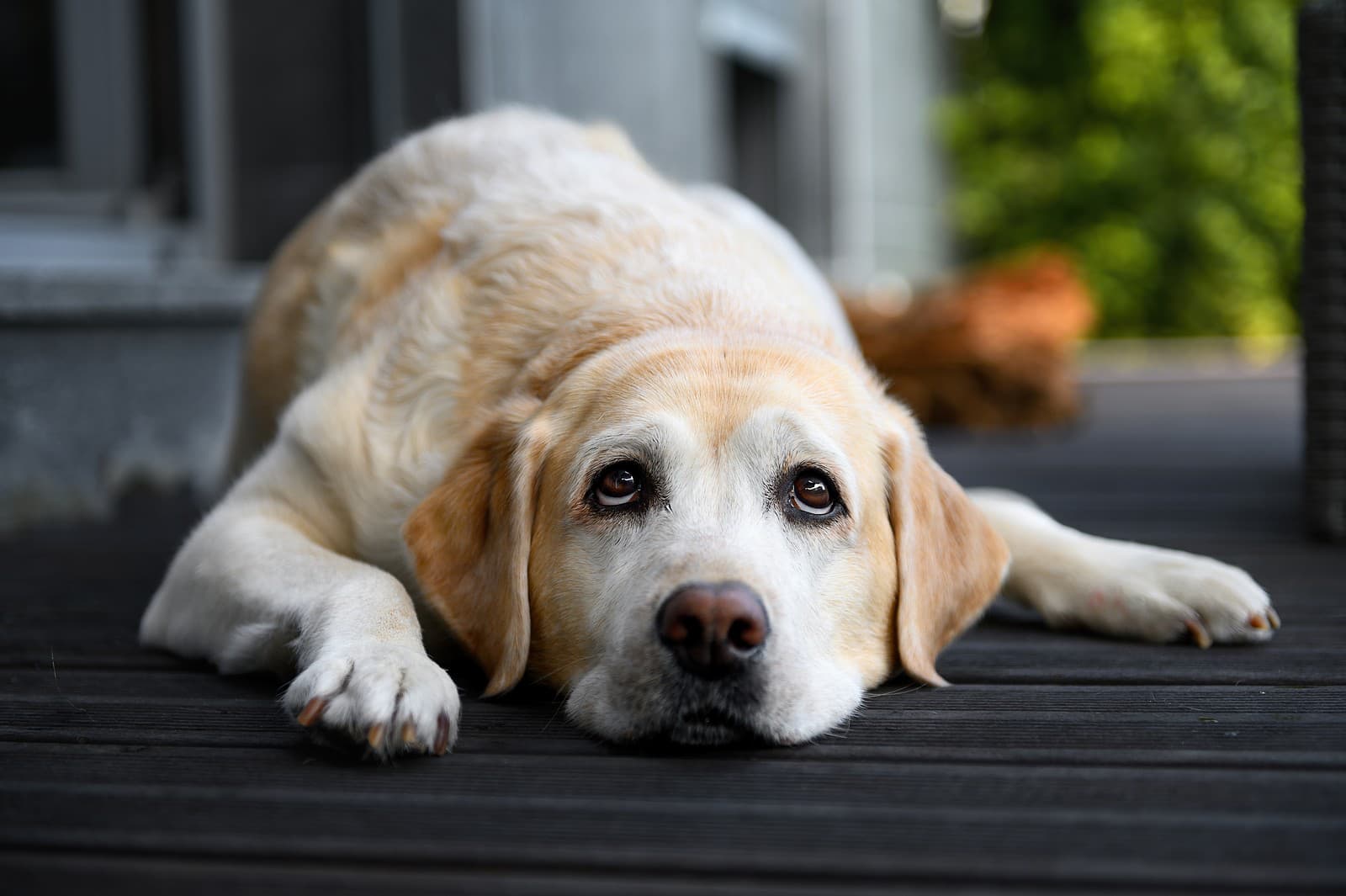 Robí váš pes TOTO?