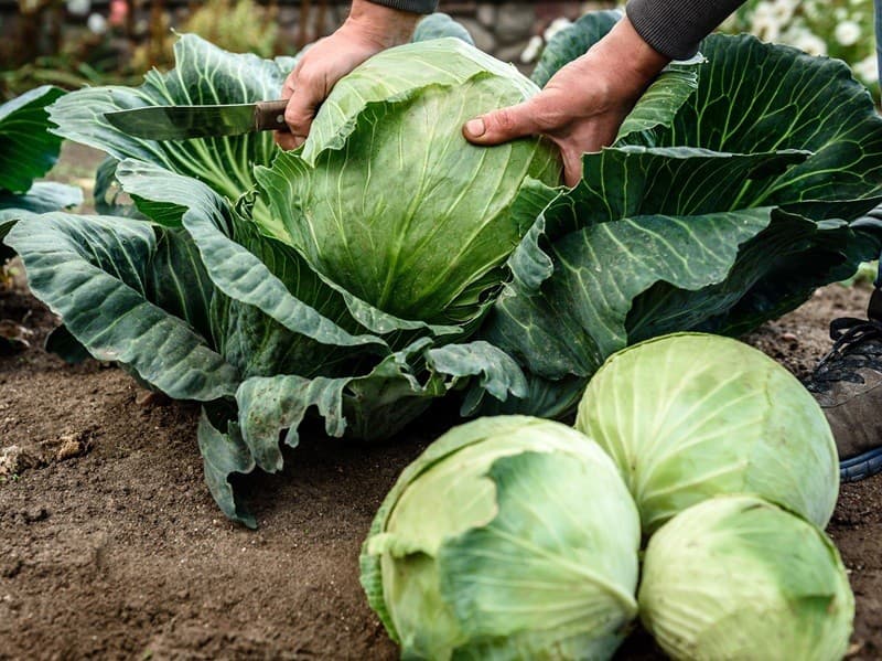 Kapustu od domácich pestovateľov kúpite v Kauflande.