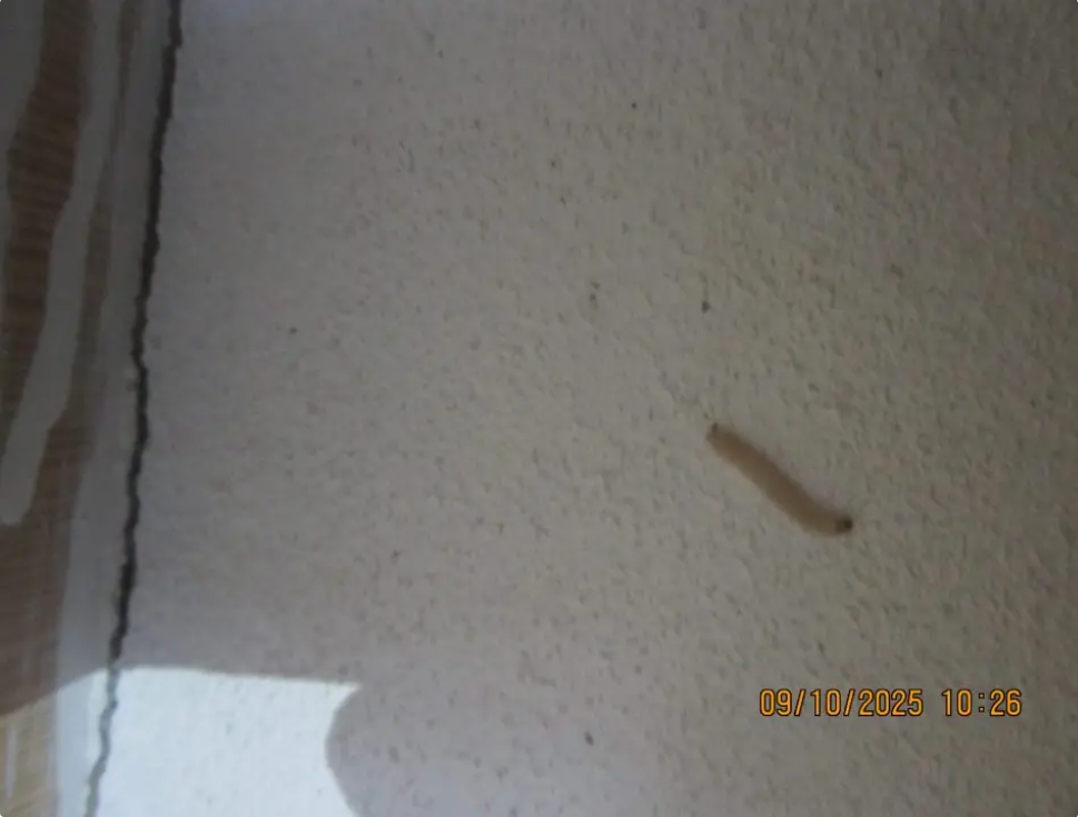 RVPS TV - V sklade surovín vo výrobni potravín v blízkosti uloženej suroviny slnečnica bol zistený výskyt živých lezúcich lariev (vývojové štádium mole múčnej) – na stene pod úložným regálom so surovinami používanými vo výrobnom proces