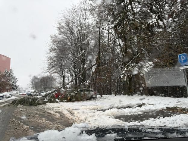 Padnutý strom na Radvani