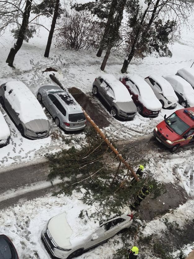 Padnutý strom na Podháji