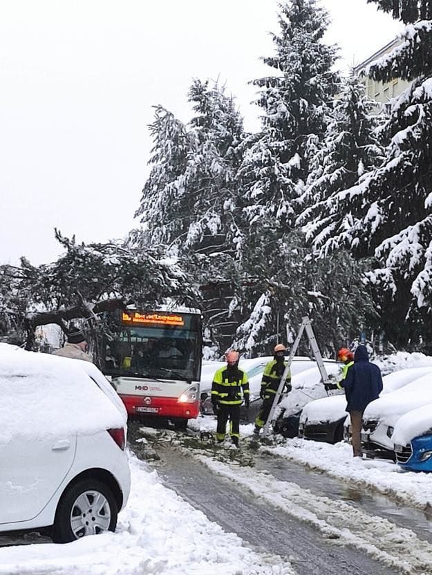 Padnutý strom na Sásová - Tatranská