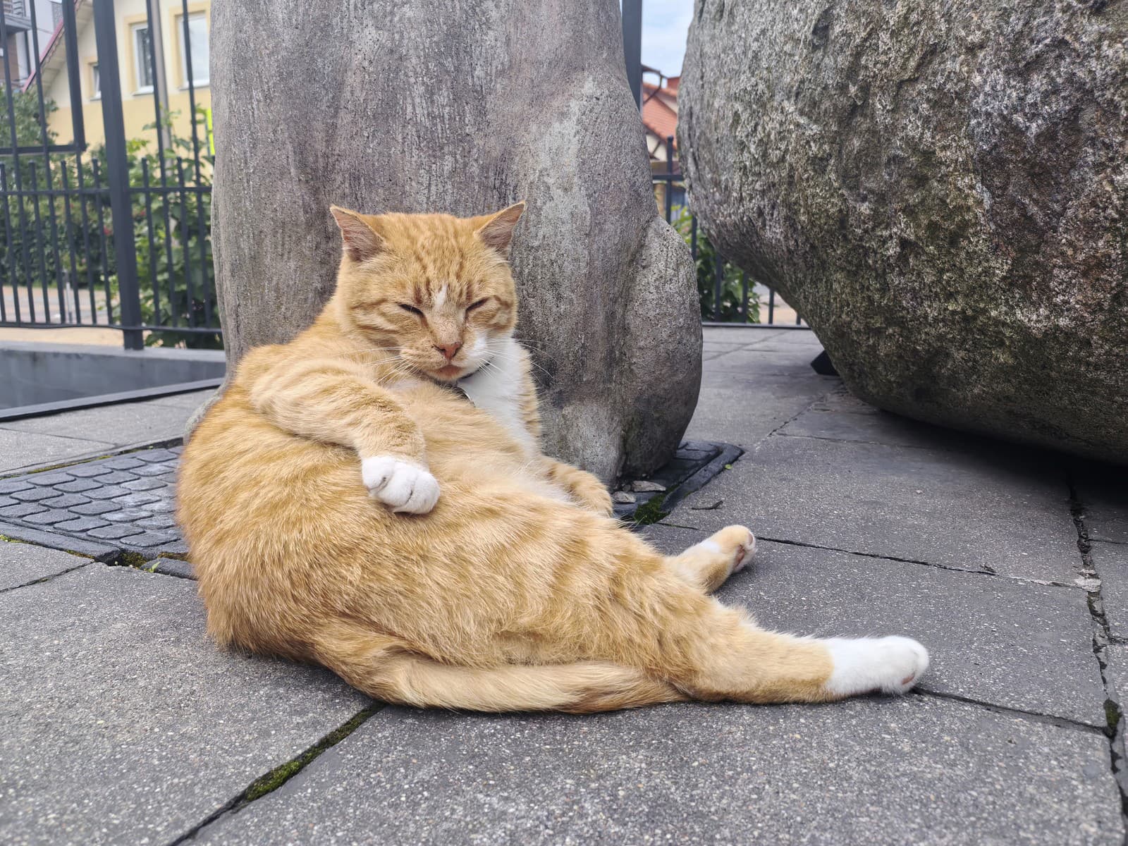 Mačky na Ozempicu? Populárny