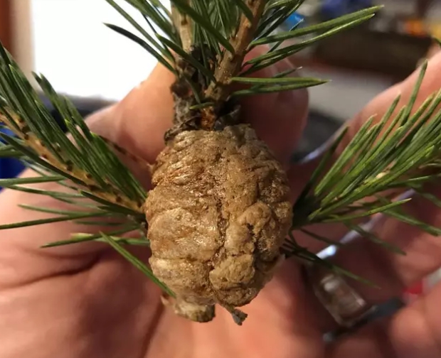 Máte na stromčeku túto zvláštnu hrčku?