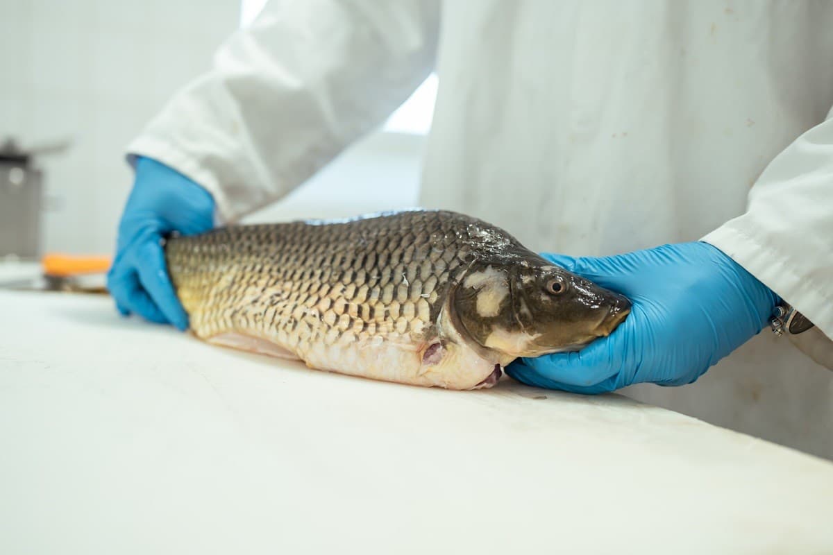 Rukami majstrov v Turci prejde približne 190 ton kapra ročne 