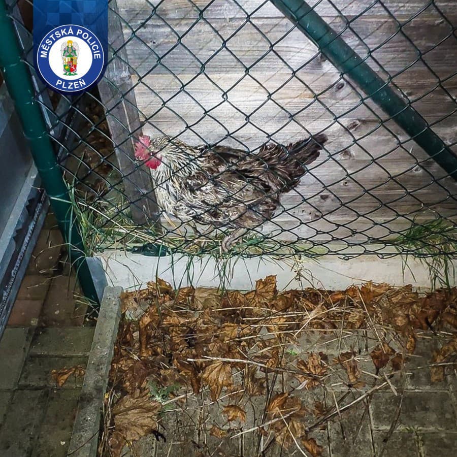 Sliepka Lída zalarmovala políciu.