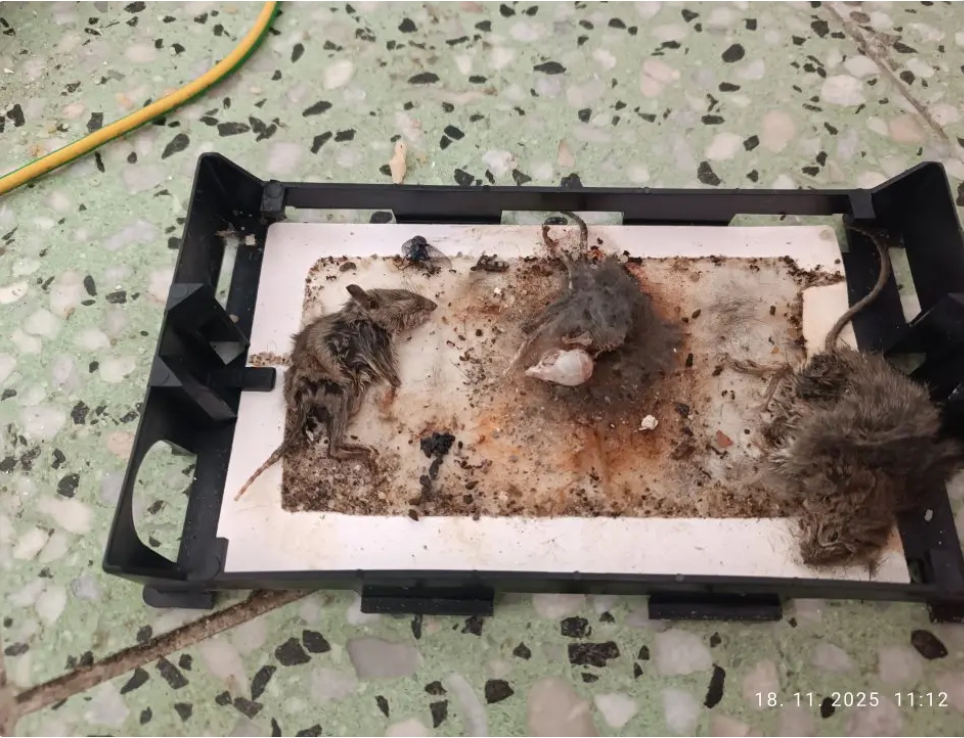 Výskyt hlodavcov vo výrobni potravín, podľa vyjadrenia zamestnanca sa uhynuté potkany nachádzali na mieste asi mesiac