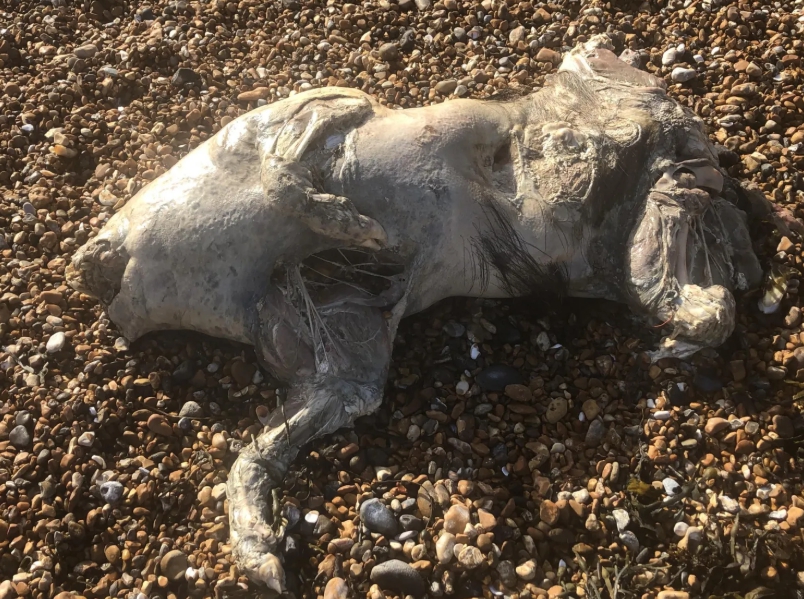 Pár pri prechádzke našiel priesvitné telo bez hlavy!