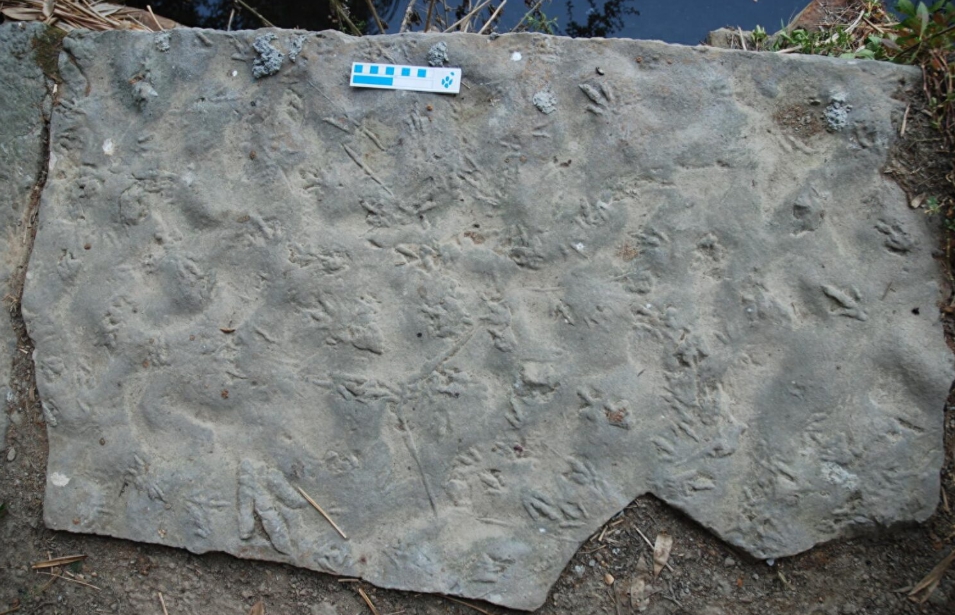 Bratia si urobili chodník z 190-miliónov rokov starých dinosaurích stôp!