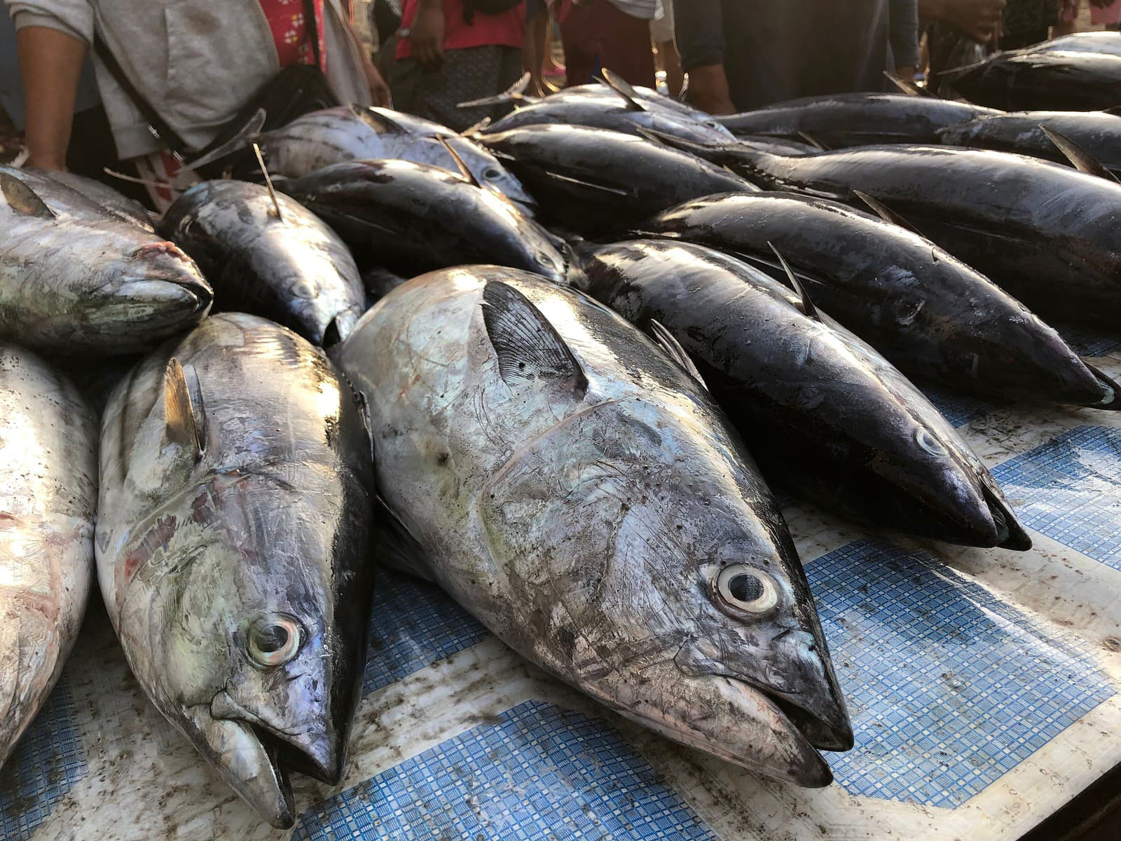 NAJDRAHŠIA ryba na svete: