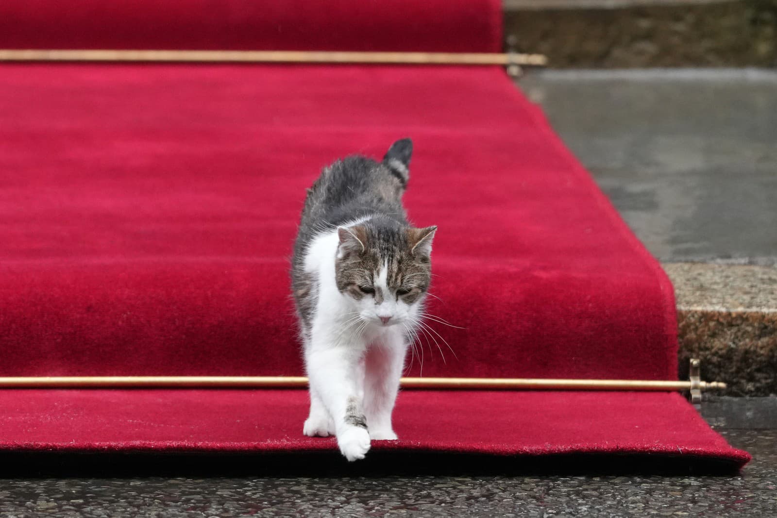 Kocúr Larry pritiahol celú pozornosť na seba.