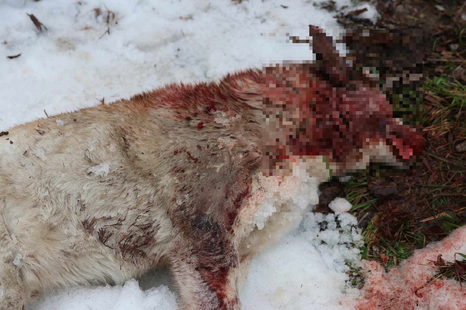 OHAVNÝ čin v Handlovej: