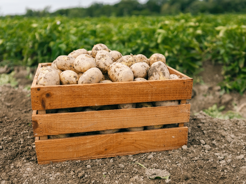 Pod šupkou skrývajú kopu vitamínov, aj preto by sme ich mali jesť nielen v zime