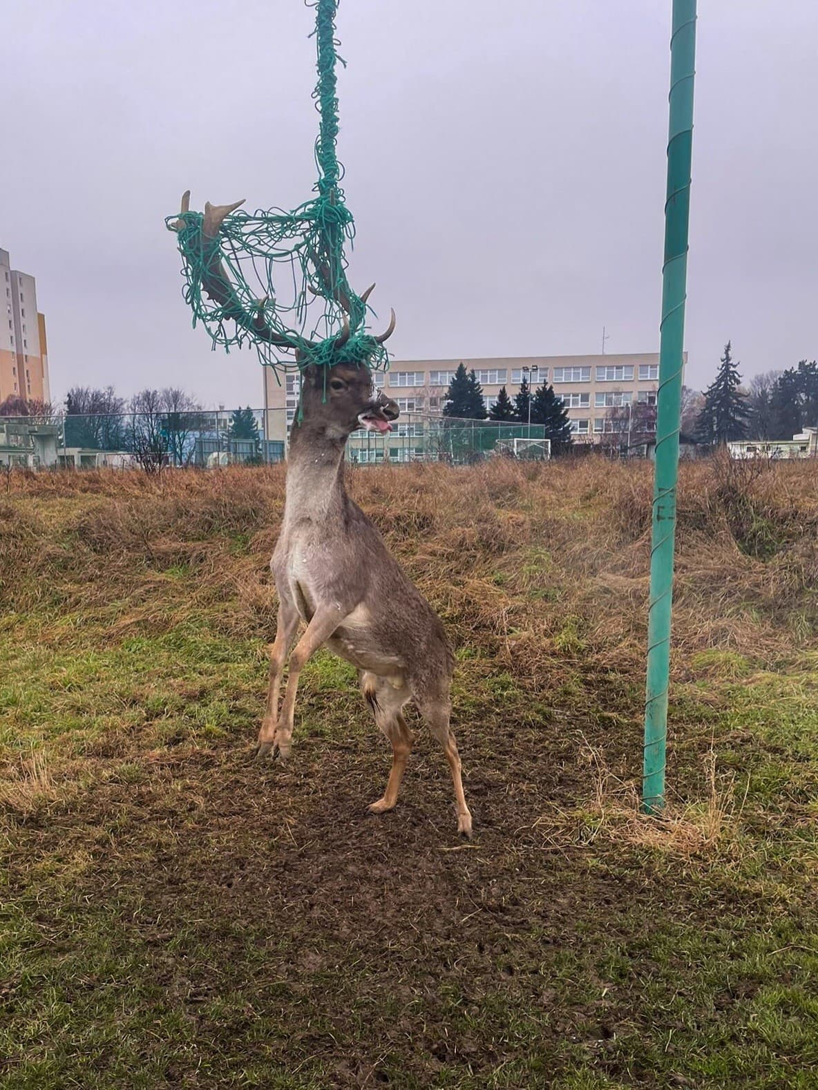 Záchranná akcia hasičov: Zachraňovali