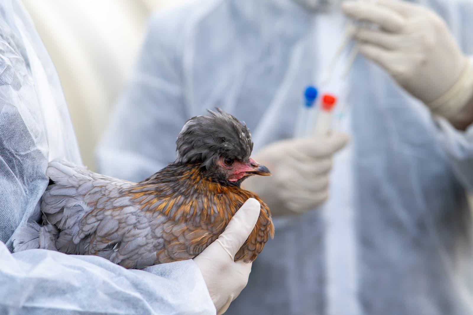 MIMORIADNE Vtáčia chrípka zlikvidovala