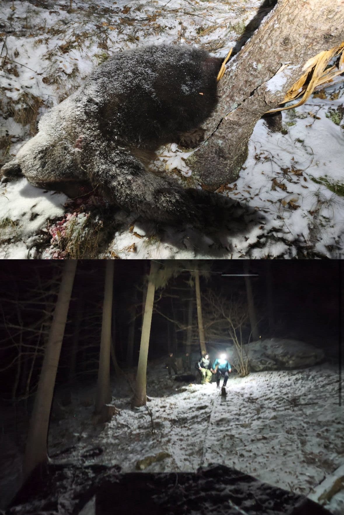 DETAILY útoku medvedice: Na