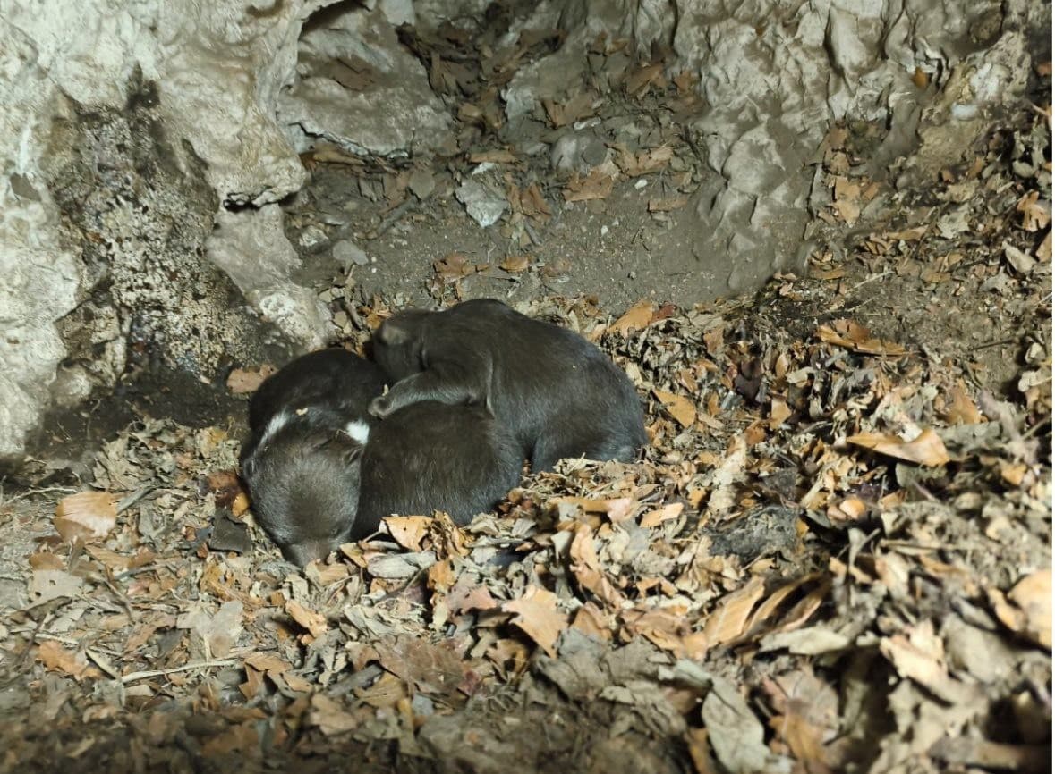 DETAILY útoku medvedice: Na