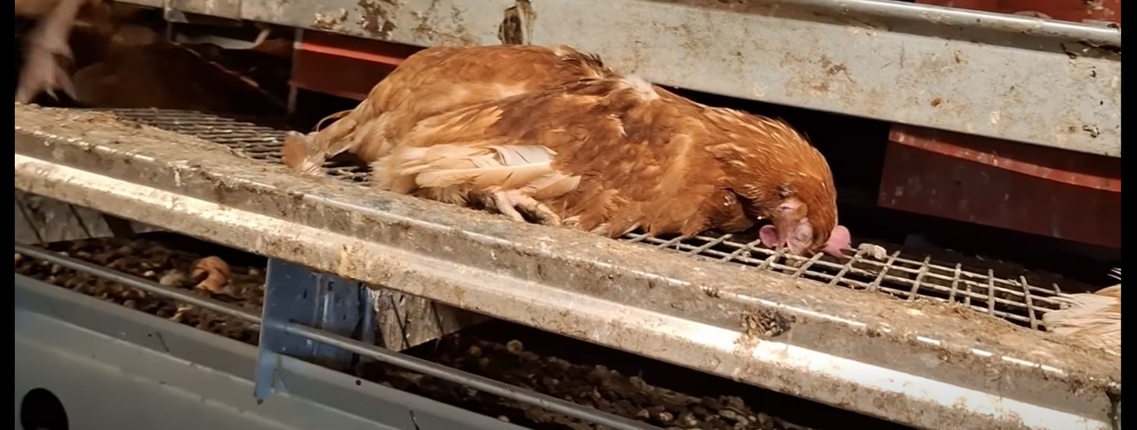 Vtáčia chrípka úraduje: Na