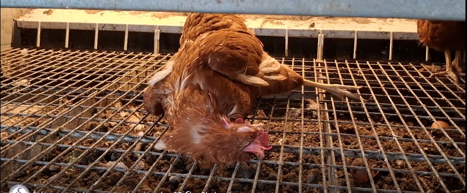 Vtáčia chrípka úraduje: Na