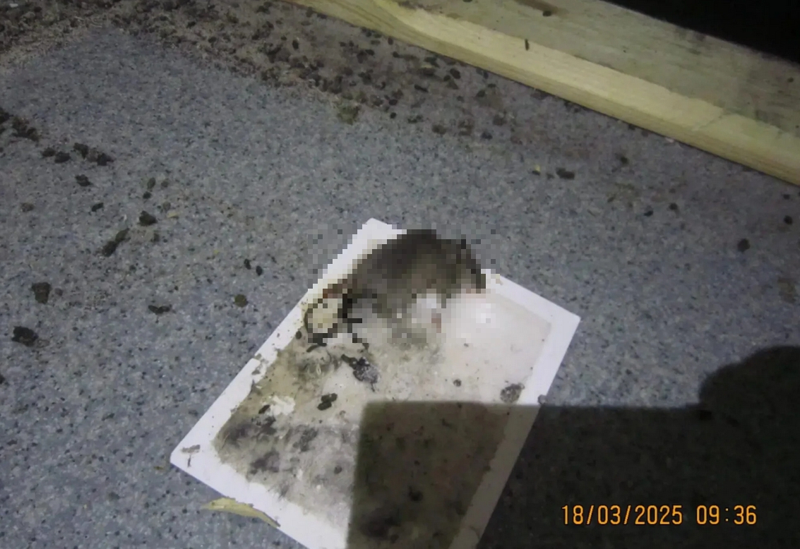 Z týchto záberov vám