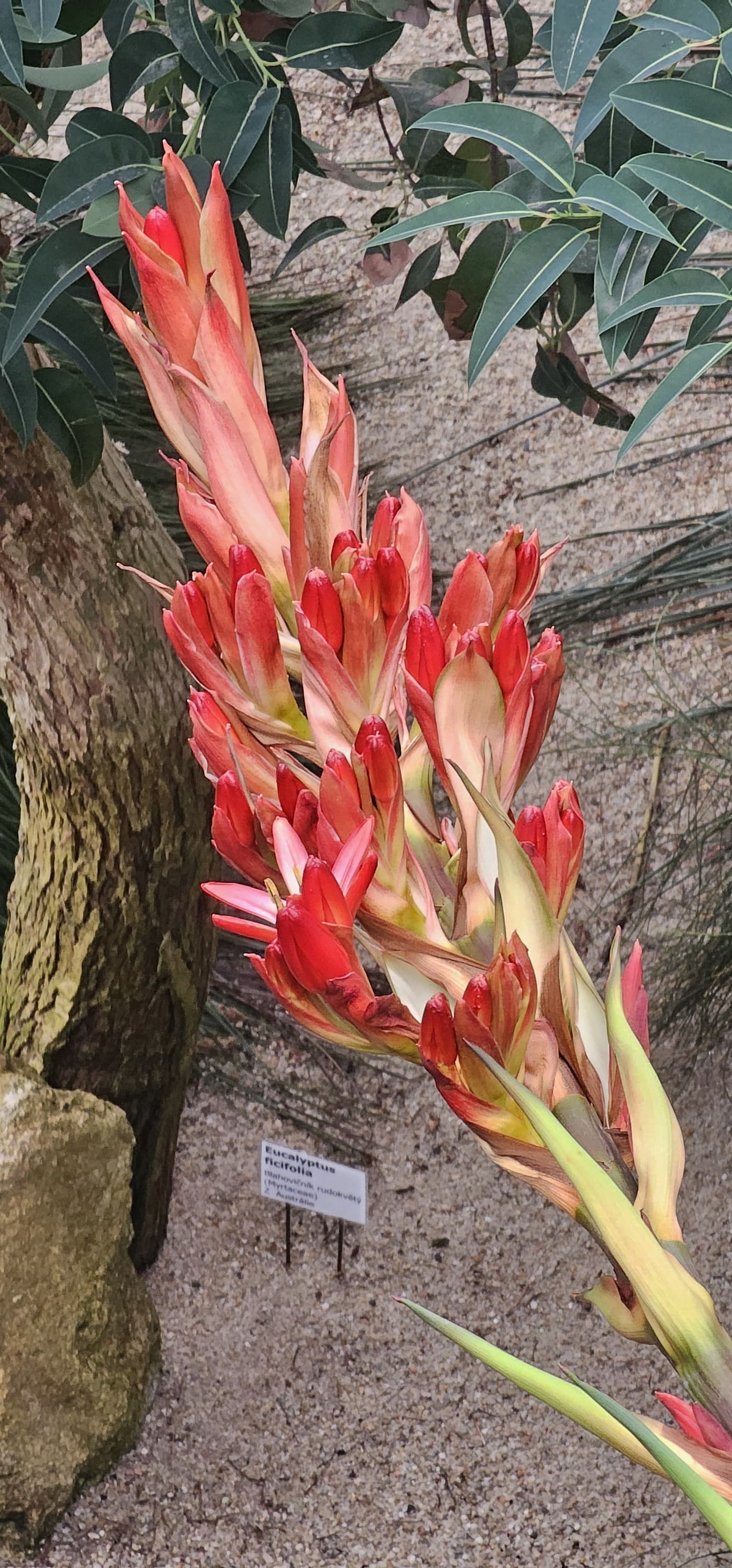 Doryanthes palmeri