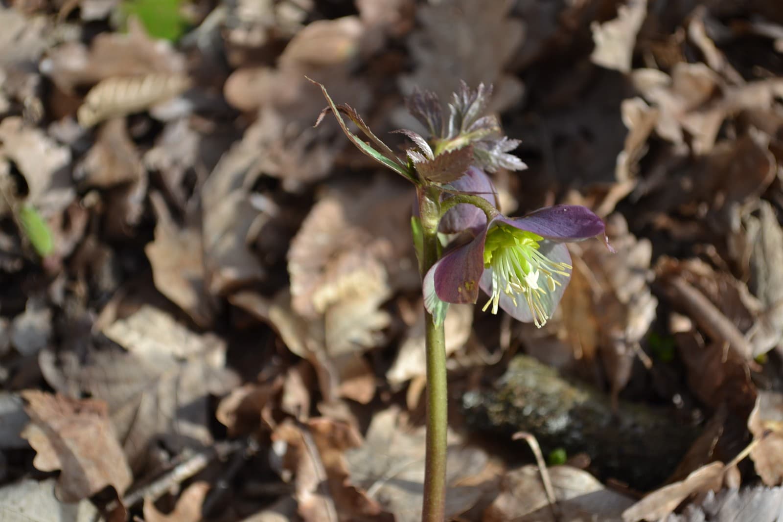 Čemerica purpurová