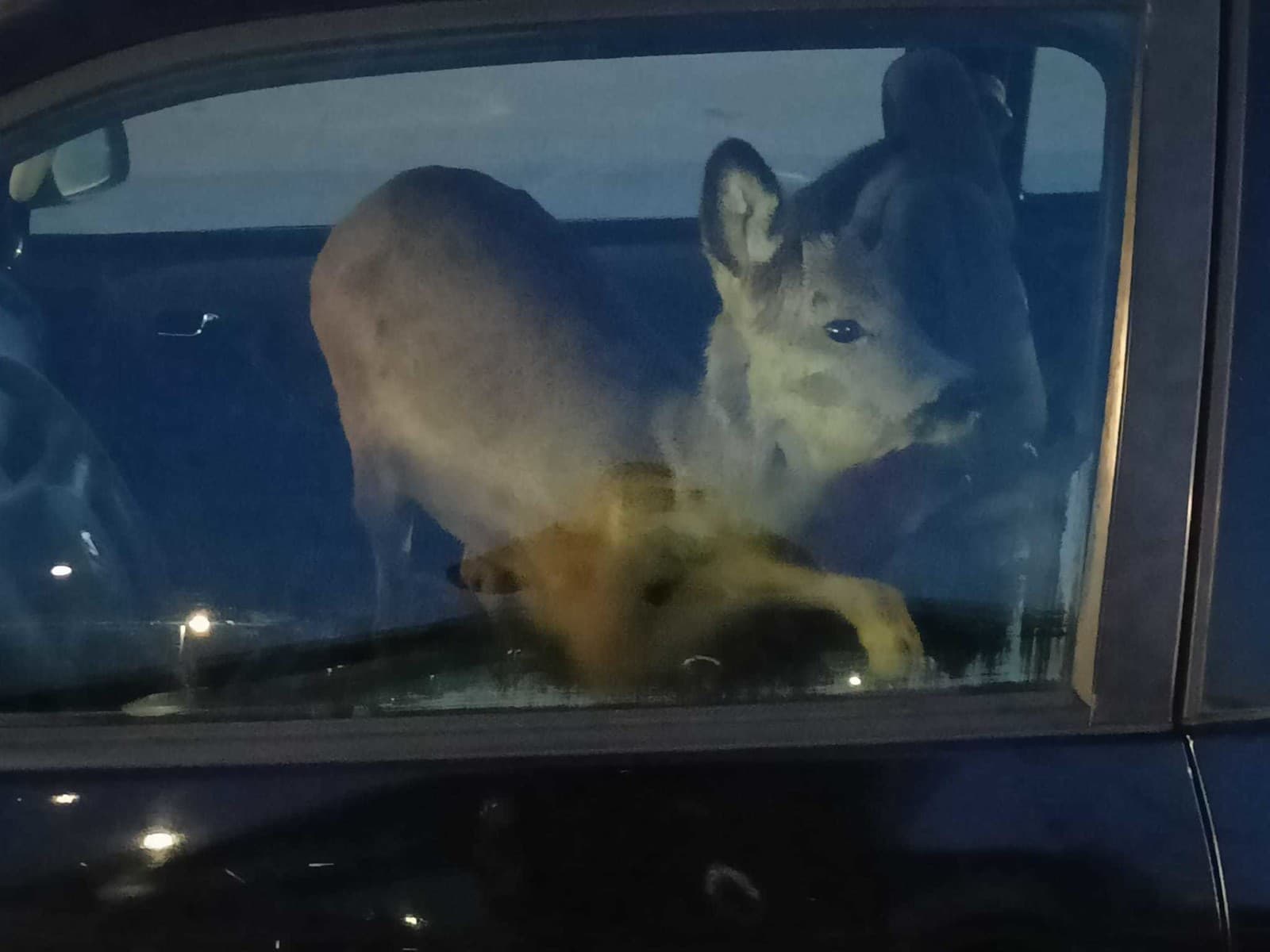 Žena zrazila srnu... BIZARNÉ,