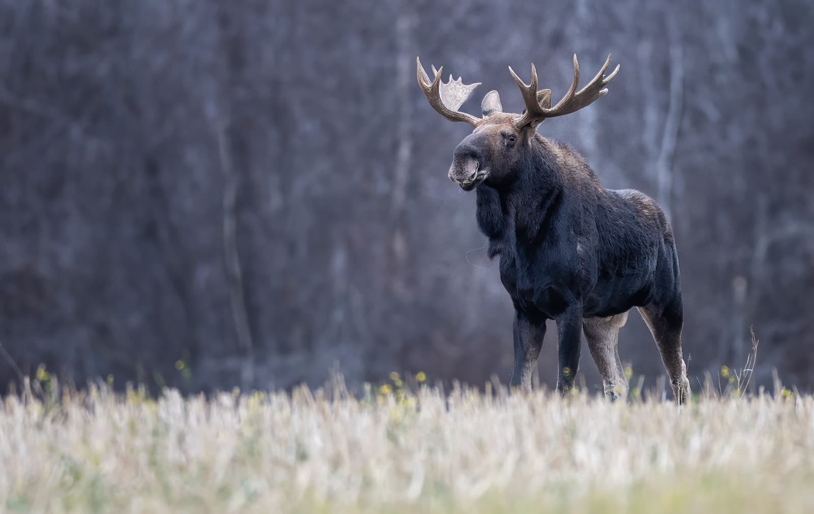 Prešiel stovky kilometrov a