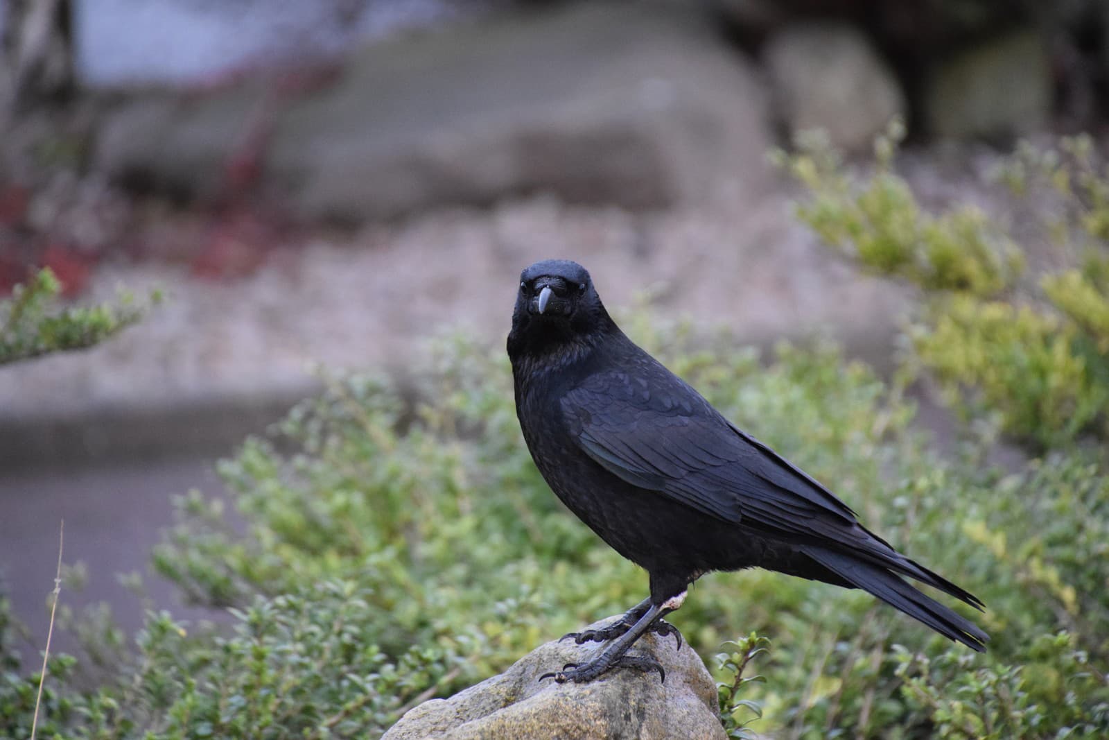 Nečakaná PAĽBA v Poprade: