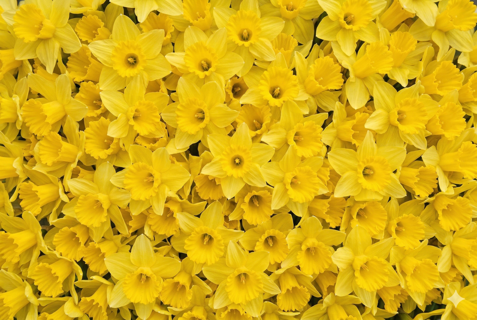 DEŇ NARCISOV - tradícia