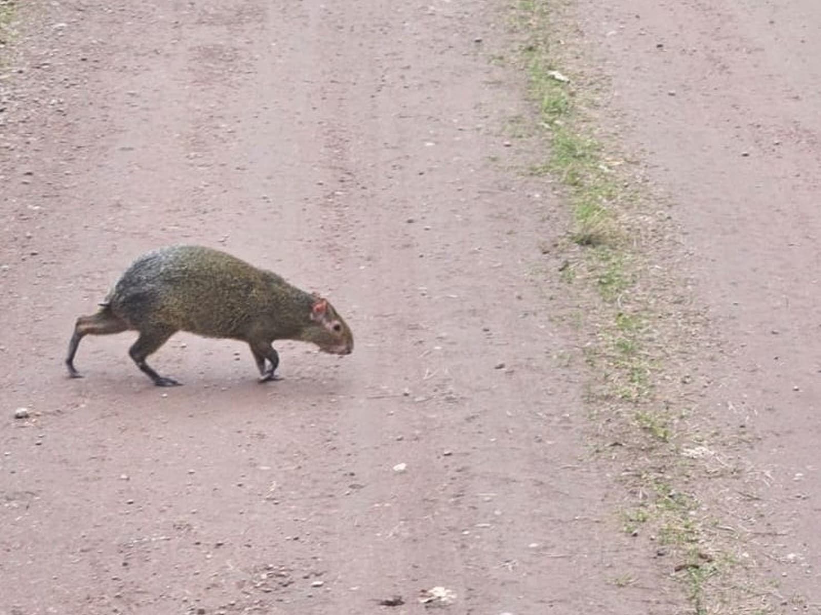 Cicavec aguti z Južnej Ameriky.