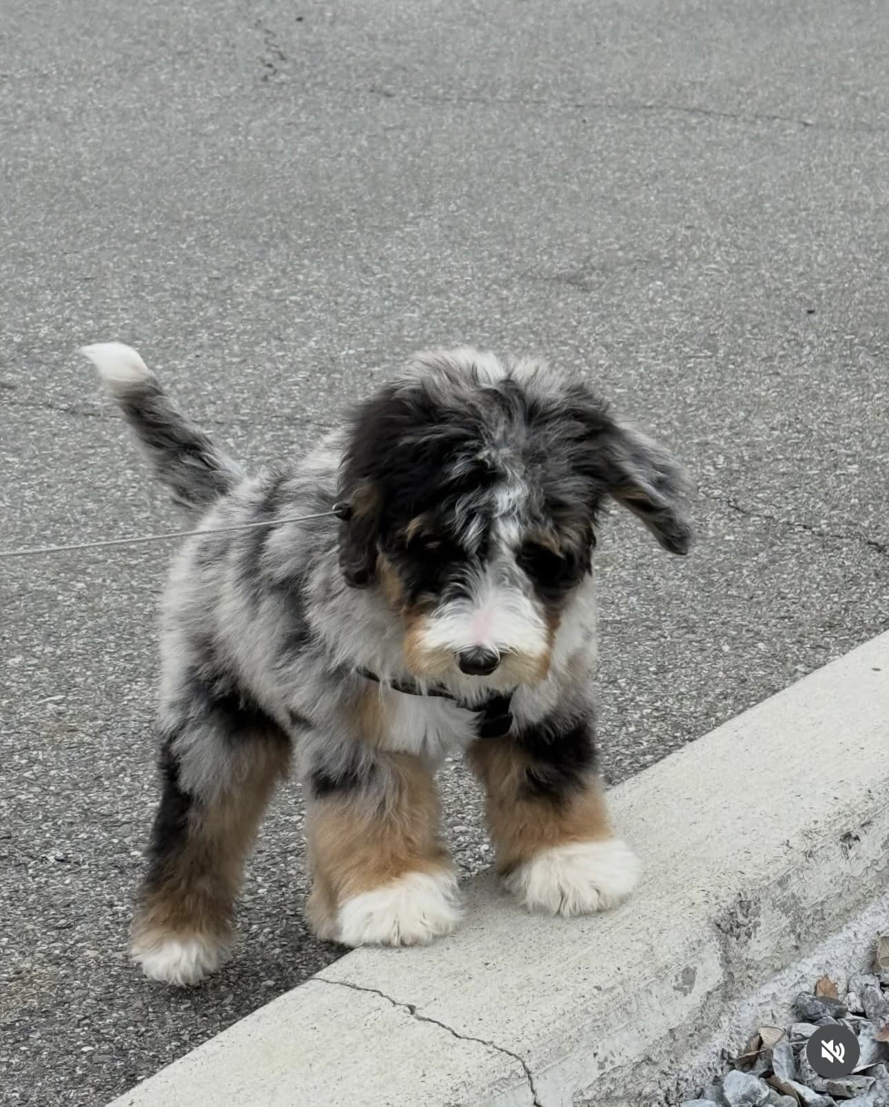 Jojkárska moderátorka Alexandra Orviská si zaobstarala nového člena rodiny. 
