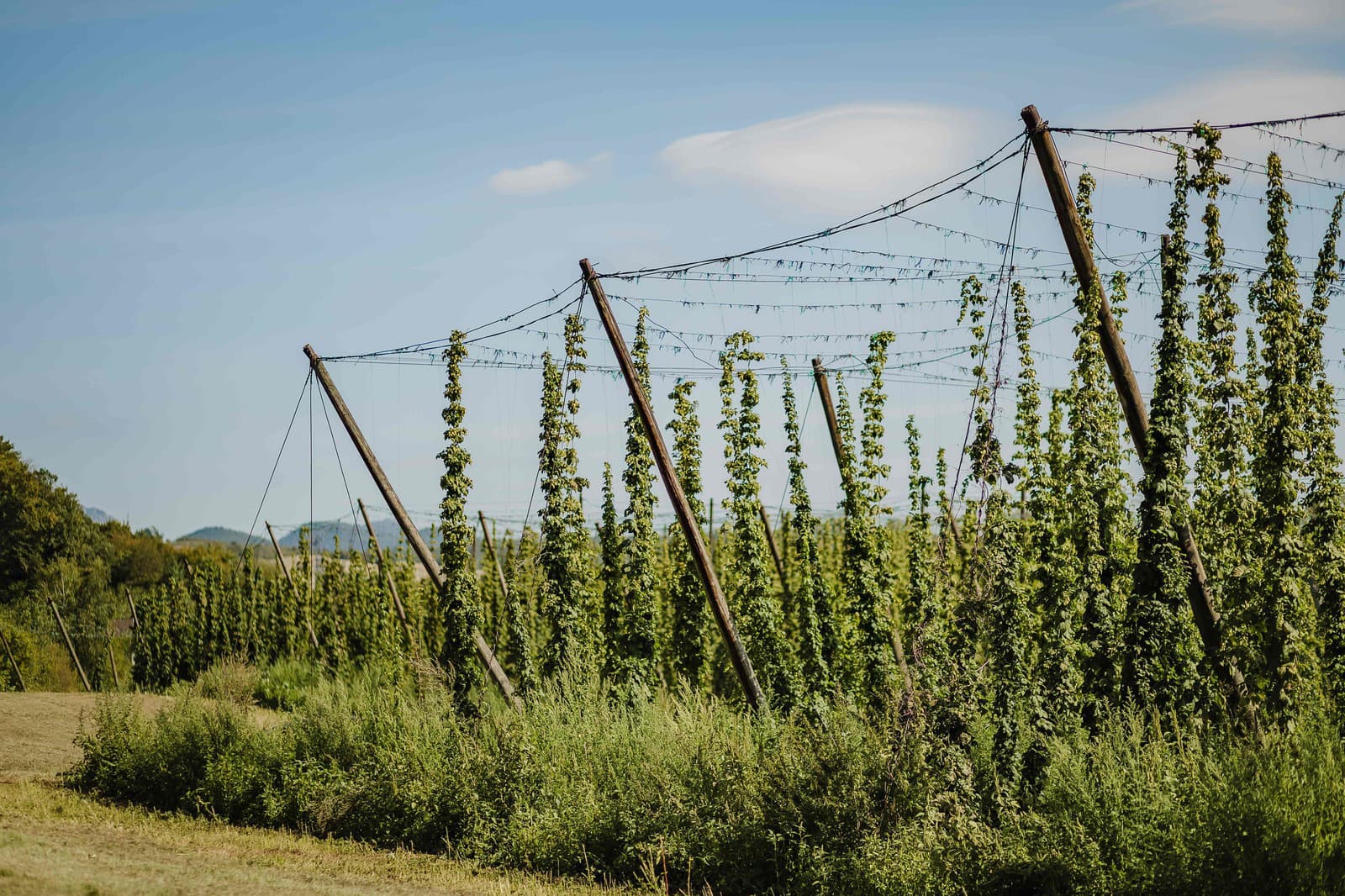 Chmeľ v Nemšovej (Zdroj: Plzeňský Prazdroj)