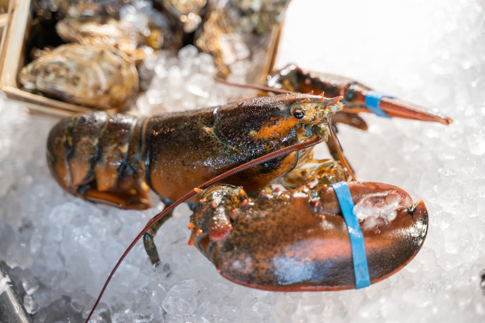 Varenie homárov zaživa je