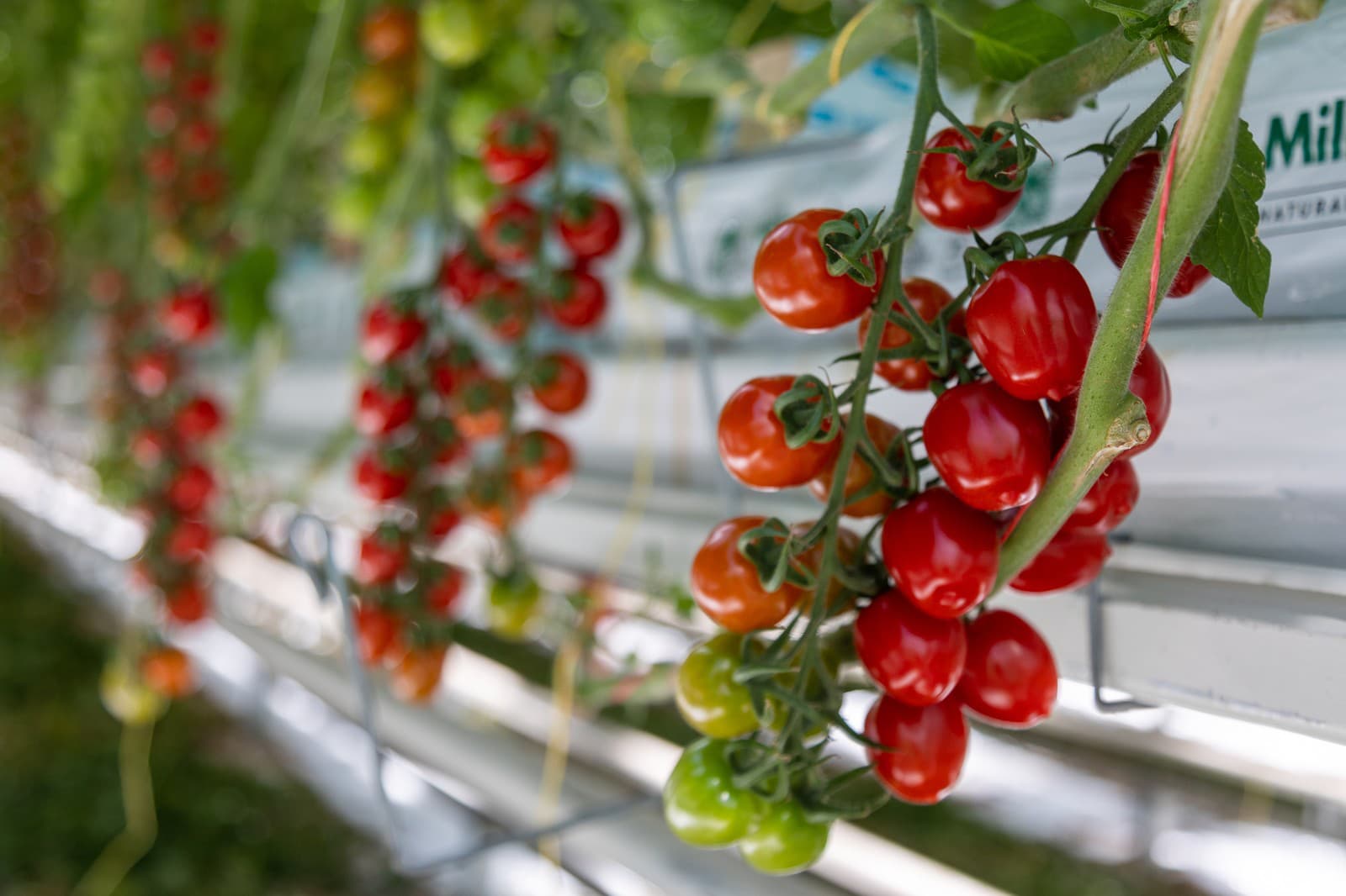 Spolupráca sa oplatí: Z