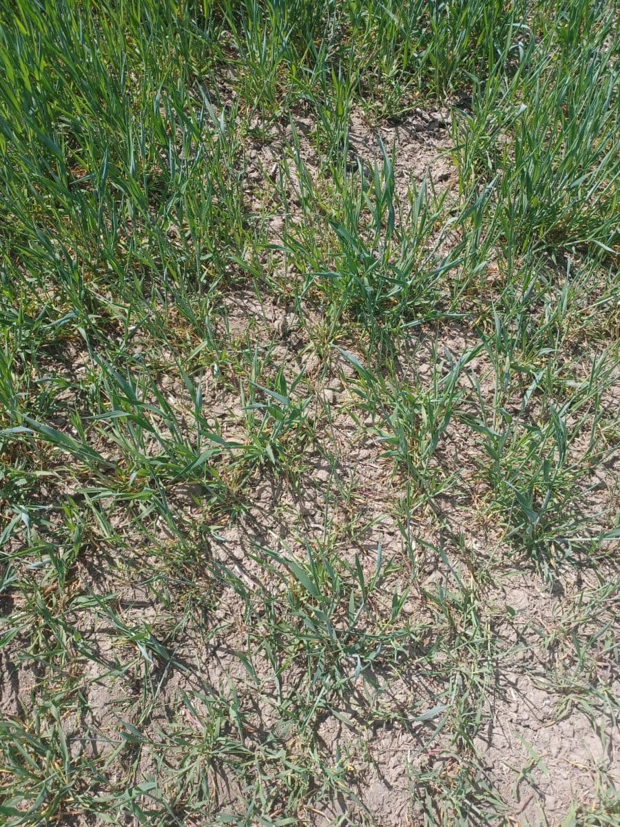 Zlý stav porastu raže v dôsledku sucha v lokalite Vojčice a Veľký Ruskov (okres Trebišov)