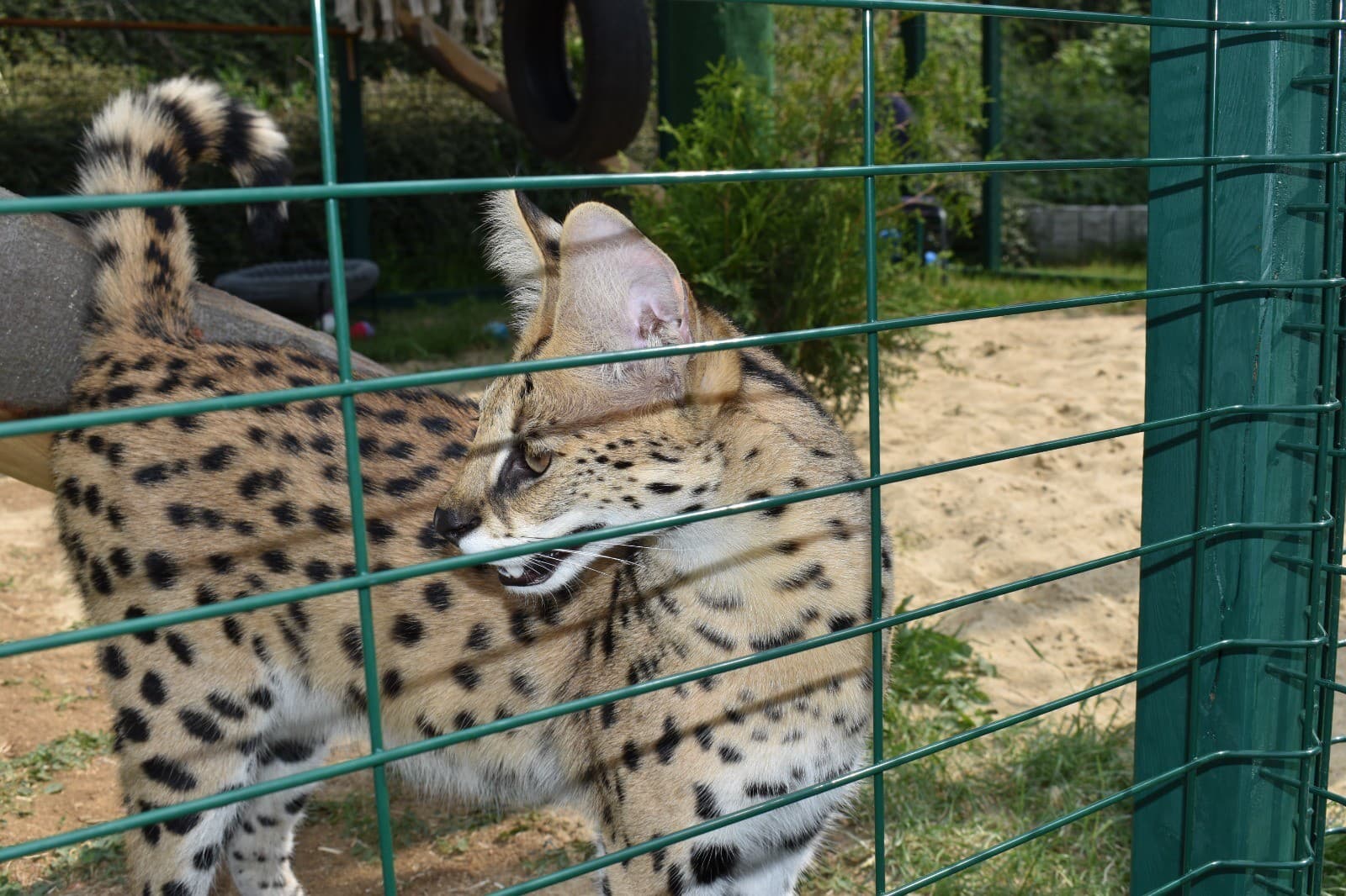 Veterinárni inšpektori v ŠOKU: