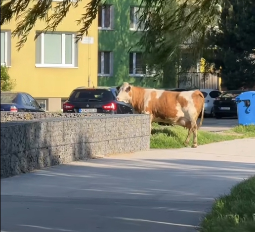 Sídliskoví Košičania zažili ráno