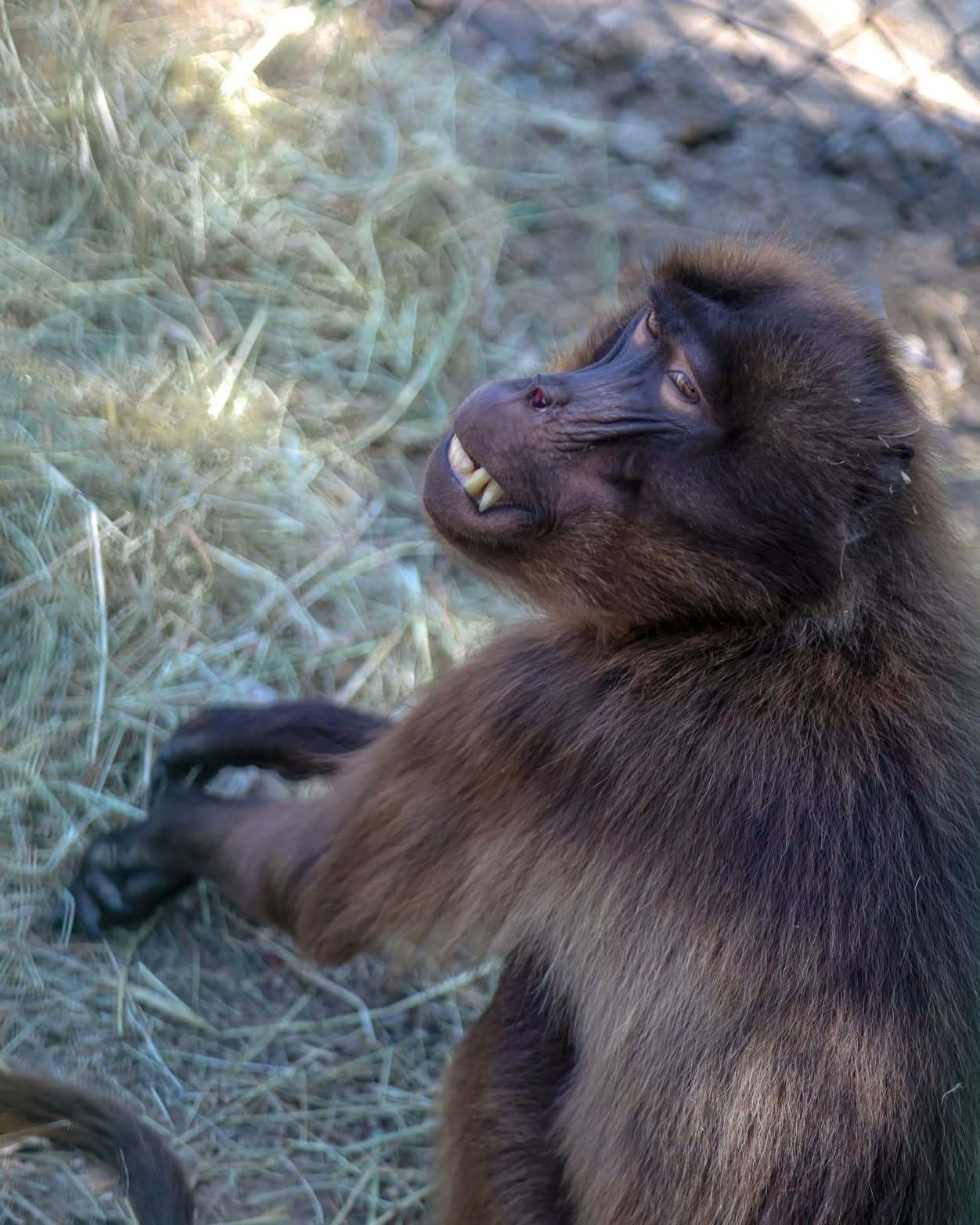 Do ZOO v Bratislave